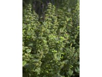 Meduňka lékařská Relax, pr. květináče cca 12 cm