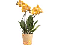 OBI Orchidej motýlokvětá Las Vegas, 35-45 cm, pr. květináče cca 12 cm