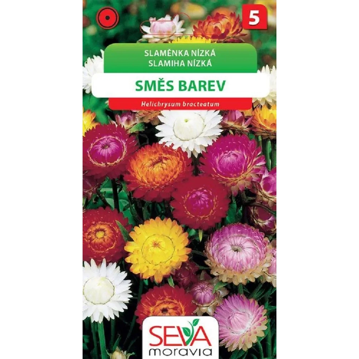 Slaměnka Nízká - směs (Helichrysum bracteatum)