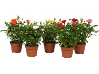 Růže Amorosa Piccolo různé barvy, prům. květináče cca 9 cm