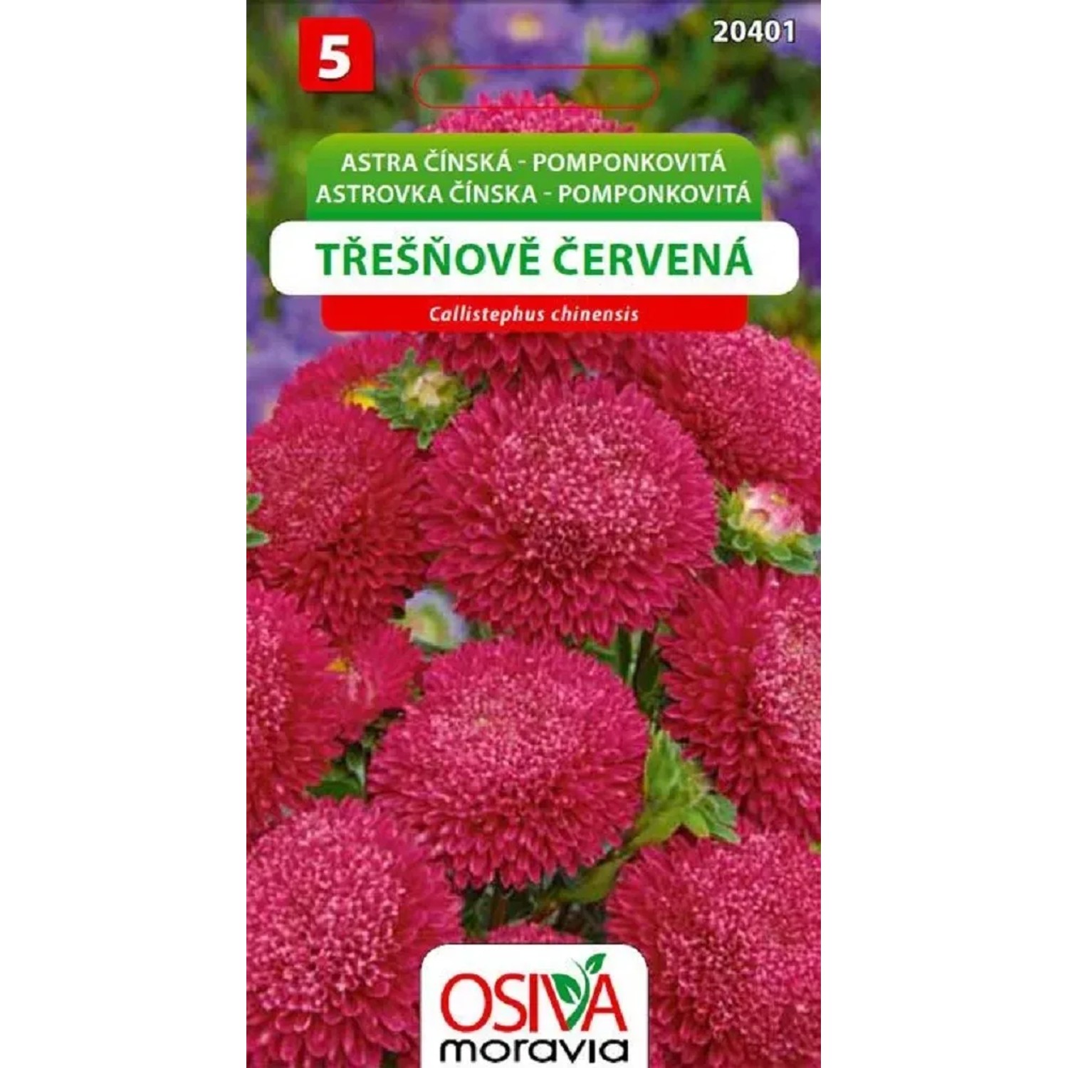 Semínka Astra Čínská - Pomponkovitá, červená (Callistephus chinensis)