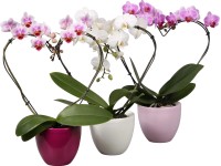 Orchidej motýlokvětá, mix, průměr květináče cca 9 cm, Phalaenopsis