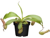 Láčkovka průměr květináče cca 9 cm Nepenthes