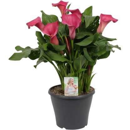 OBI Kala "Royal Princess" růžová výška cca 60 cm průměr květináče cca 23 cm