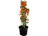 OBI Hlohyně červená výška 50 - 60 cm květináč cca 2 l Pyracantha