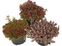 OBI Rozchodník ostrý červený průměr květináče cca 12 cm Sedum