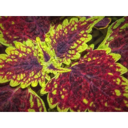 Pochvatec šišákovitý (Plectranthus scutellarioides) "Skeletal" pr. 12 cm