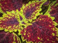 Pochvatec šišákovitý (Plectranthus scutellarioides) 