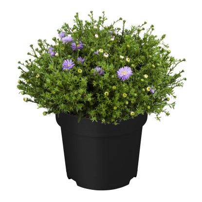 GROW by OBI Hvězdnice keříčkovitá "Dark Purple" (Aster dom.), 10-15cm, pr. 12 cm