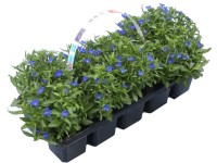 Lobelka modrá výška cca 10-15 cm balení po 10 ks Lobelia erinus Lobelka modrá výška cca 10-15 cm balení po 10 ks Lobelia erinus