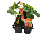 CZ-Flora Jahodník stáleplodící (Fragaria) 10-pack