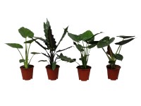 Alokázie (Alocasia), různé druhy, 70 cm, pr. 19 cm Alokázie (Alocasia), různé druhy, 70 cm, pr. 19 cm