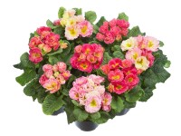 Prvosenka bezlodyžná Girls Delight různé barvy průměr květináče cca 10,5 cm