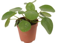 Palačinková rostlina průměr květináče cca 12 cm Pilea peperomioides