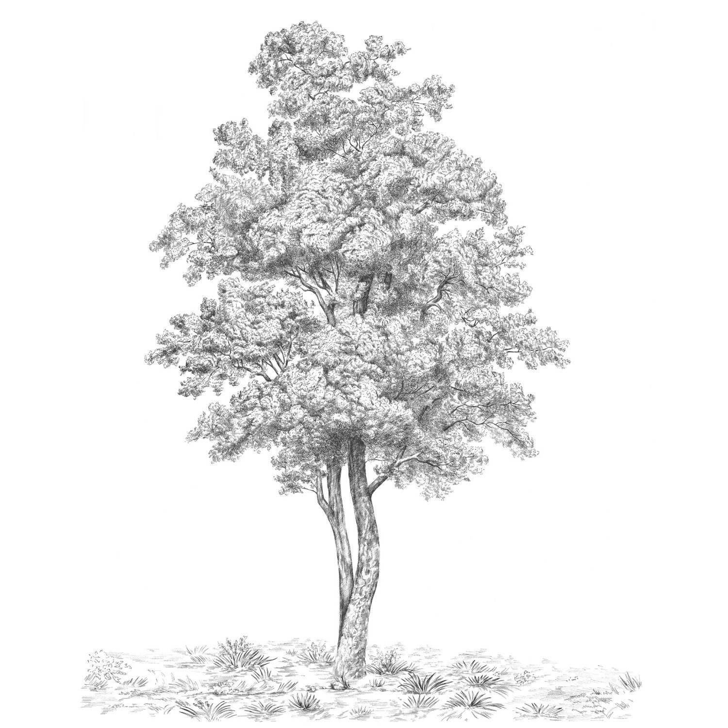 Komar Vliesová fototapeta Arbre 200 x 250 cm