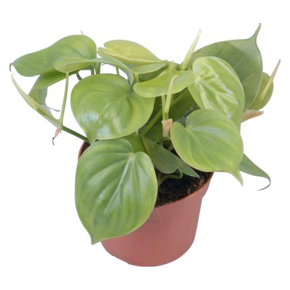 GROW by OBI Filodendron, pr. květináče cca 12 cm