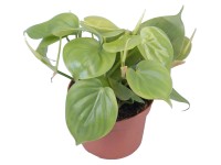 GROW by OBI Filodendron, pr. květináče cca 12 cm