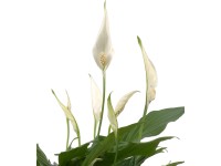 GROW by OBI Lopatkovec GROW by OBI Lopatkovec