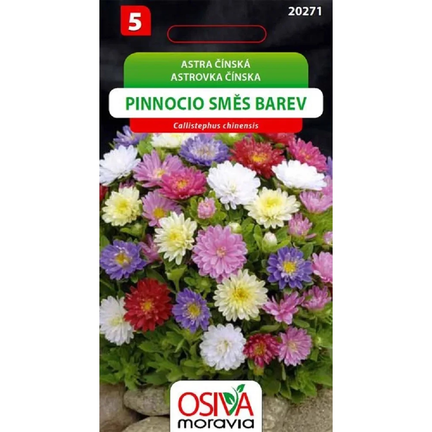 Semínka Astra čínská Pinnocio směs barev (Callistephus chinensis)