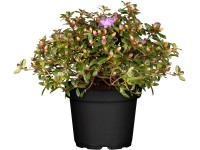 OBI Pěnišník obtížený modrofialový výška cca 5 - 10 cm květináč cca 2 l OBI Pěnišník obtížený modrofialový výška cca 5 - 10 cm květináč cca 2 l