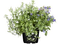 OBI Lobelka průměr květináče cca 13 cm Lobelia erinus OBI Lobelka průměr květináče cca 13 cm Lobelia erinus