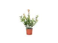 GROW by OBI Blýskavka Fraserova (Photinia fraseri) 