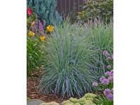 Grow by OBI Vousatice metlatá Twighlight Zone pozdě., kv.19 cm Grow by OBI Vousatice metlatá Twighlight Zone pozdě., kv.19 cm