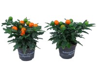 Lilek ozdobný Lilek ozdobný