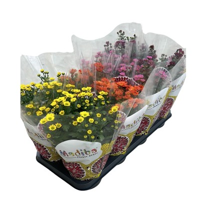 Listopadka indická (Chrysanthemum indicum) "Madiba", různé barvy, 15cm, pr. 14cm