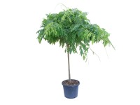 GROW by OBI Vistárie čínská (Wisteria chinensis) na kmínku výška 100 cm, 30 l GROW by OBI Vistárie čínská (Wisteria chinensis) na kmínku výška 100 cm, 30 l