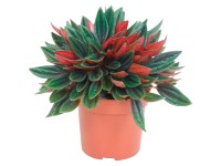 Pepřinec Rosso průměr květináče cca 10,5 cm