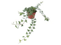 GROW by OBI Břečťan popínavý zelený průměr květináče cca 13 cm GROW by OBI Břečťan popínavý zelený průměr květináče cca 13 cm