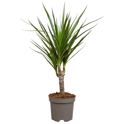 Royal Lemkes Dračinec vroubený (Dracena marginata) cca výška 115 cm, pr. 24 cm