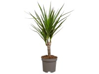Royal Lemkes Dračinec vroubený (Dracena marginata) cca výška 115 cm, pr. 24 cm