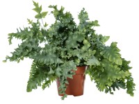 Tečkovka zlatá (Phlebodium aureum) Davana, výška 45-50 cm, pr. květináče 17 cm