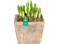 Jarní aranžmá s narcisy 