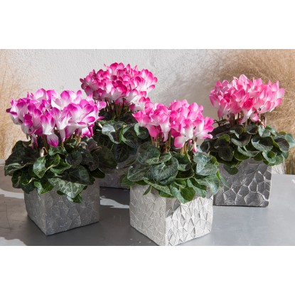 Brambořík "Indiaka" průměr květináče cca 12 cm