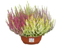 Landgard Vřes obecný (Calluna vulgaris) 