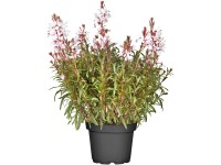 OBI Svíčkovec průměr květináče cca 19 cm Gaura