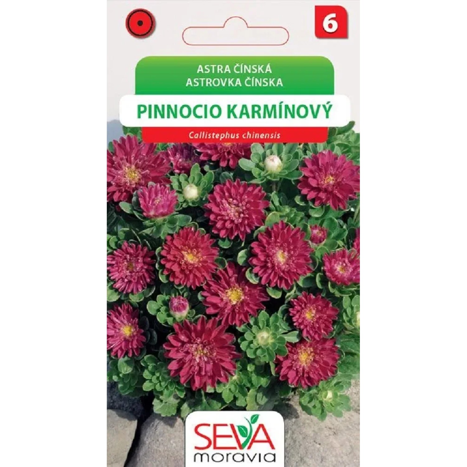 Semínka Astra čínská Pinnocio karmínový (Callistephus chinensis)