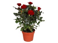 GROW by OBI Růže červená průměr květináče cca 13 cm GROW by OBI Růže červená průměr květináče cca 13 cm