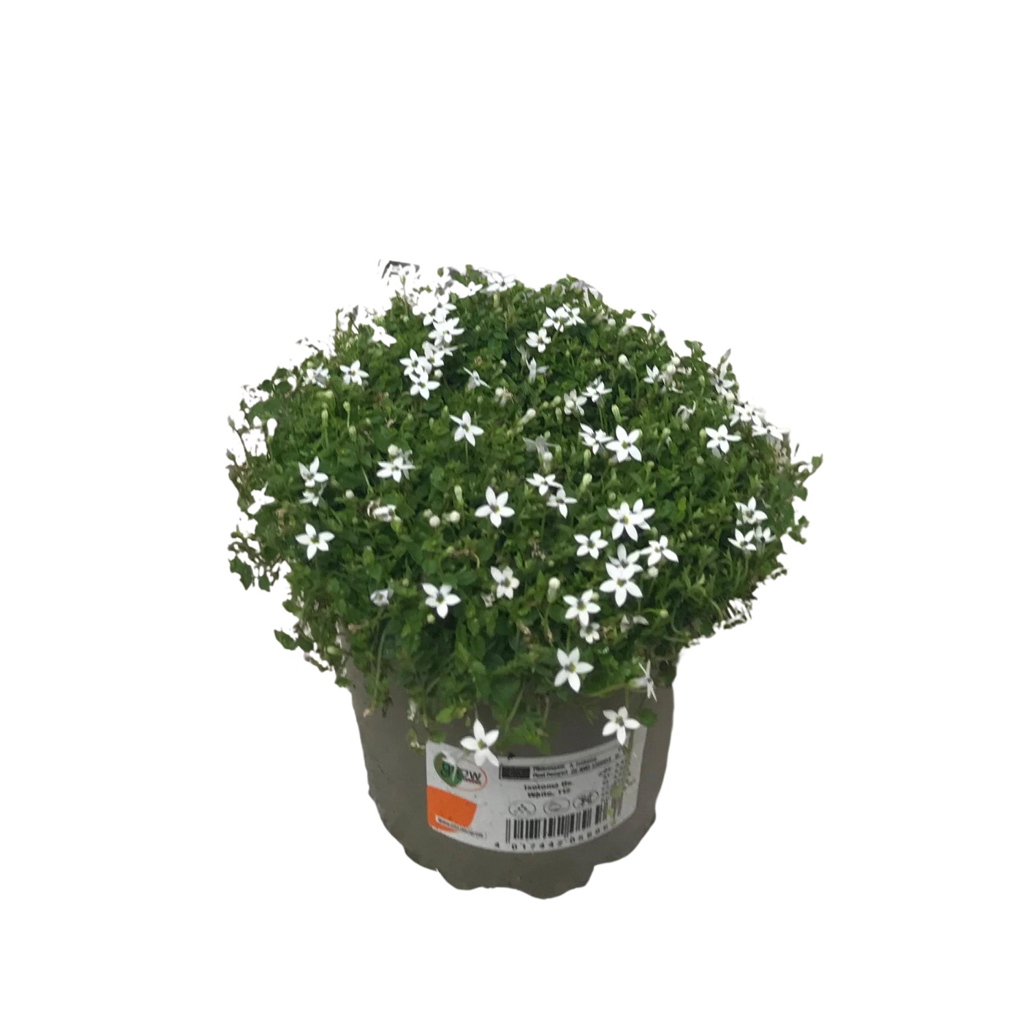 Mimosa Acacia Dealbata In Vaso 4 Litri - Pianta Non Fiorita, Altezza 2m, Vivaio Castelletto - Foto 8