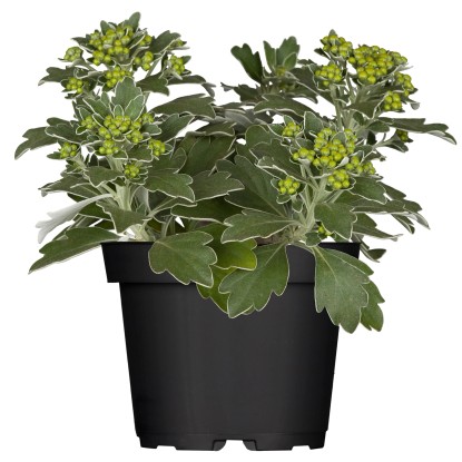 Landgard Ajanka pacifická (Ajania pacifica) žlutá cca výška 10-15 cm, pr. 13 cm