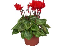 Brambořík Midi průměr květináče cca 10,5 cm