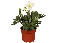 Landgard Čemeřice černá (Helleborus niger), pr. kv. 13 cm Landgard Čemeřice černá (Helleborus niger), pr. kv. 13 cm