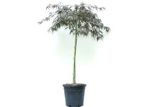OBI Javor dlanitolistý (Acer palmatum) 