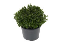 Písečnice horská (Arenaria montana), bílá, pr. kv. cca 11 cm