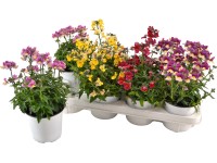 Hledíkovka (Nemesia Sunsatia), pr. květináče cca 12 cm