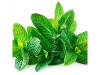 Máta mentolová