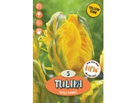 Royal De Ree Holland Květinové cibulky Tulipán Eagle Wings